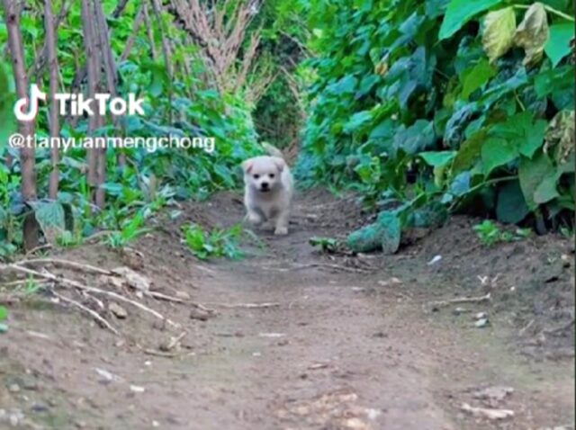 Il cucciolo di cane viene portato in campagna: la sua prima volta nella natura è tenerissima