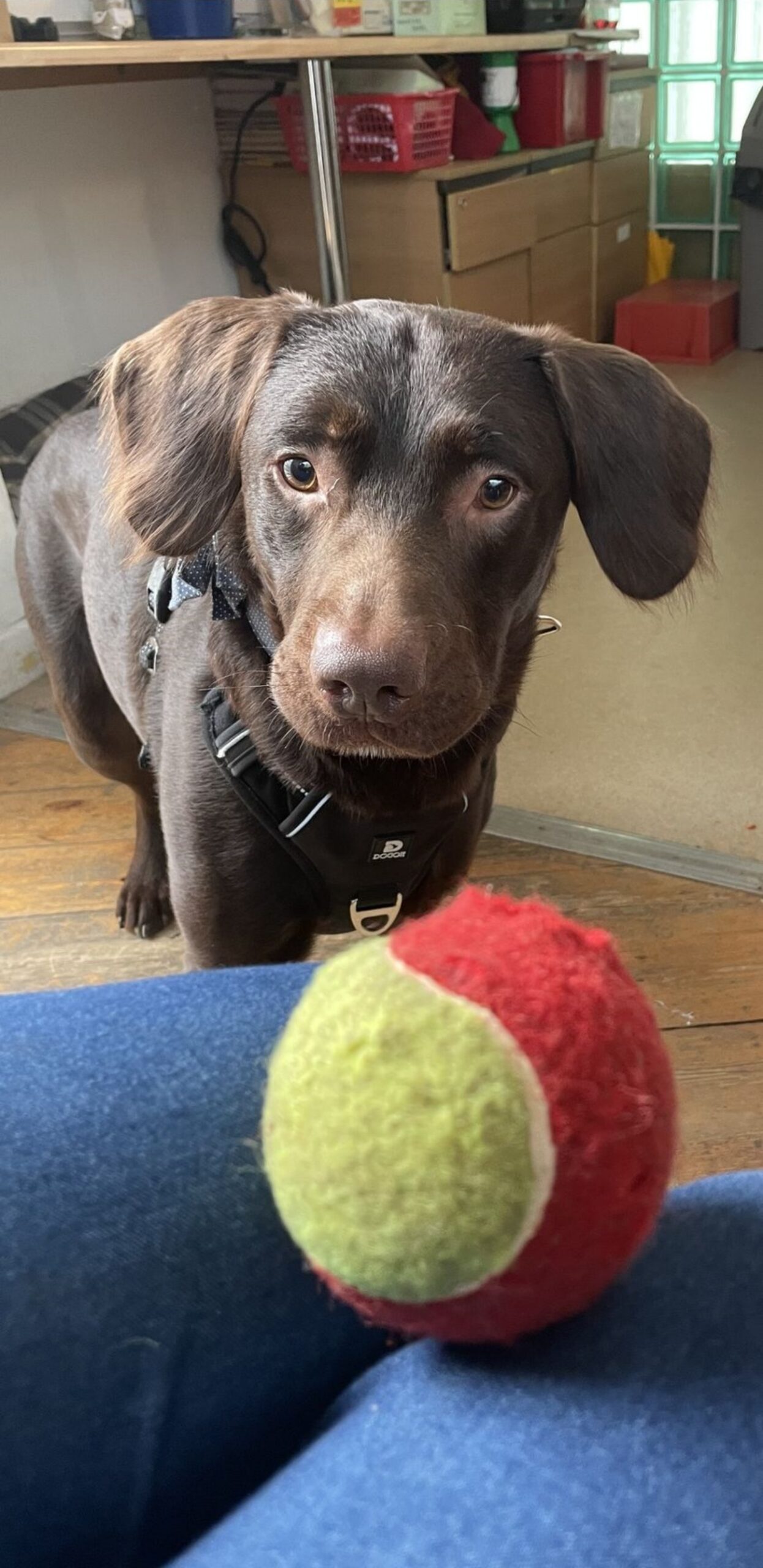 cane e pallina