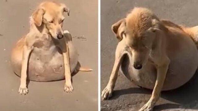 La cagnolina che aveva un edema pieno di liquido sullo stomaco chiedeva disperatamente aiuto