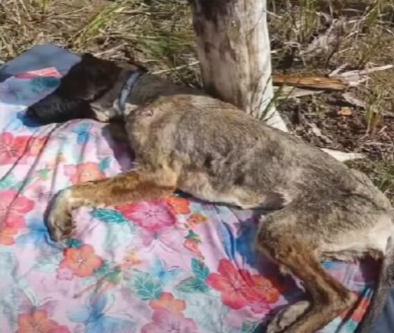 La cagnolina giaceva per strada, debolissima: sembrava non le rimanessero più lacrime