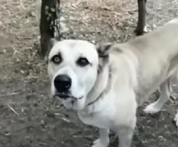 La cagnolina ha partorito e poi è stata cacciata via per un tumore: la sua triste storia