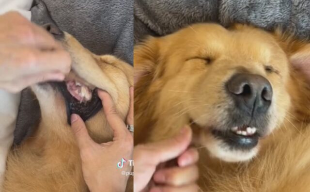 La routine di bellezza di questo Golden Retriever è davvero degna di un re