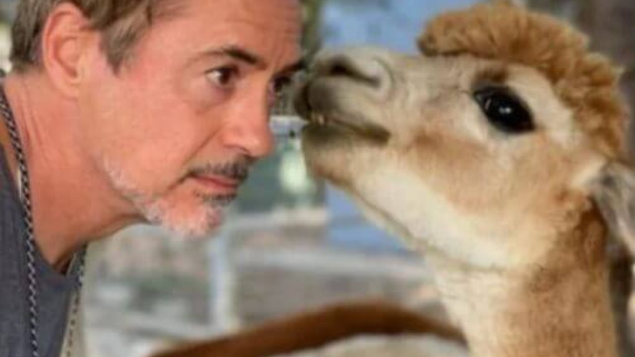 Robert Downey Junior con l'alpaca