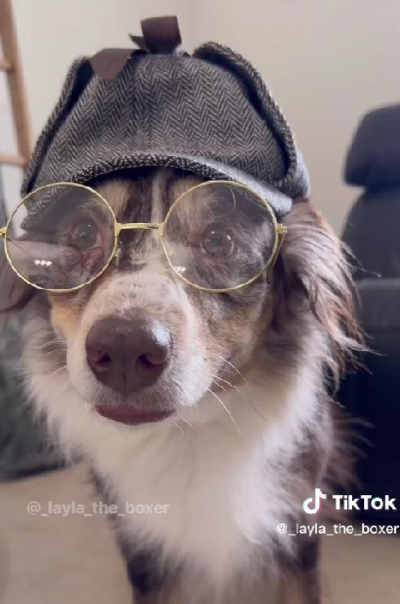 Un cane con gli occhiali e un cappello