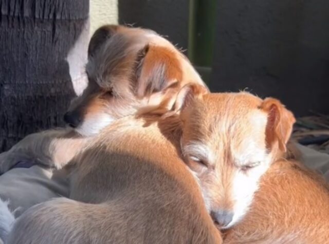 Le hanno adottate pensando che fossero sorelle, ma queste due cagnoline sono qualcosa di più