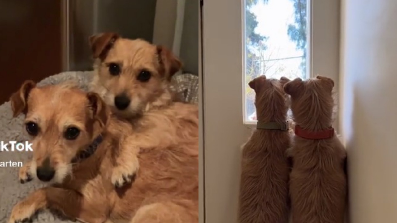 cagnoline inseparabili