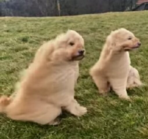 L’espressione di questi Goldendoodle mentre il vento li spettina? È da Oscar