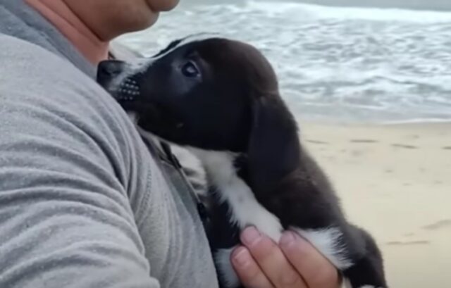 Li ha pregati di salvarlo: questo cucciolo di cane vagava in spiaggia, triste e infreddolito