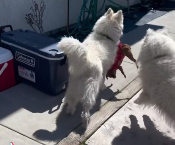 Lo usano come un giocattolo: questi due cani non hanno capito che il Chihuahua è uno di loro