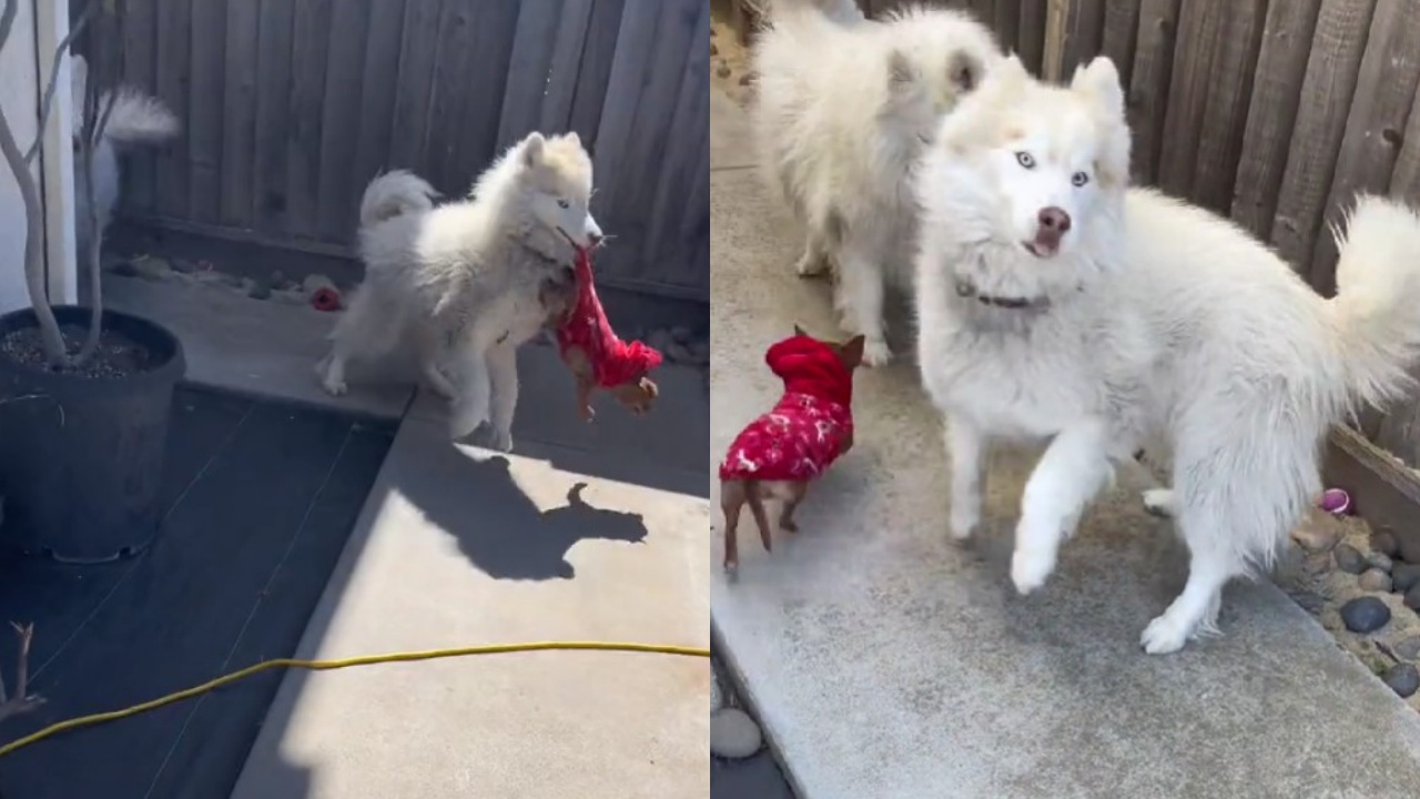 cani giocano con chihuahua