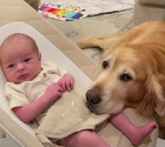 Non c’è niente di più dolce: questo cane va pazzo per il suo fratellino appena nato