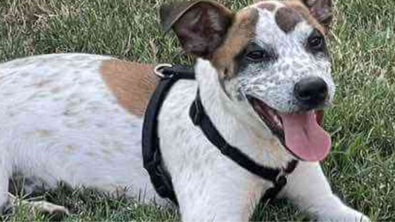 cagnolina abbandonata