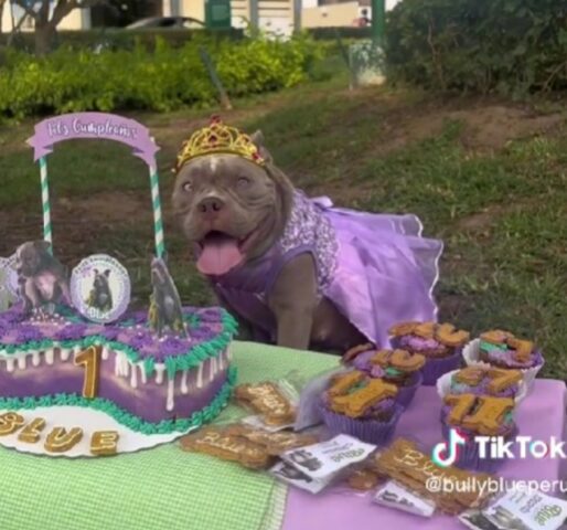 Organizzano la festa di compleanno per la loro cagnolina: è una vera principessa