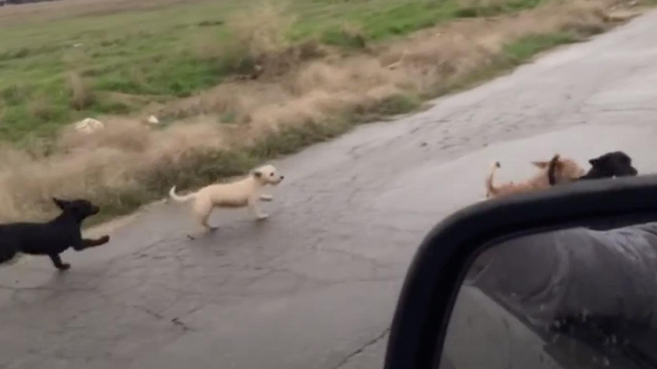 Cagnolini cercano aiuto