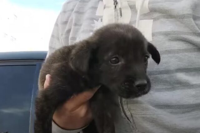 Questo cucciolo di cane ha pianto e urlato quando i suoi padroni lo hanno gettato via senza riguardo