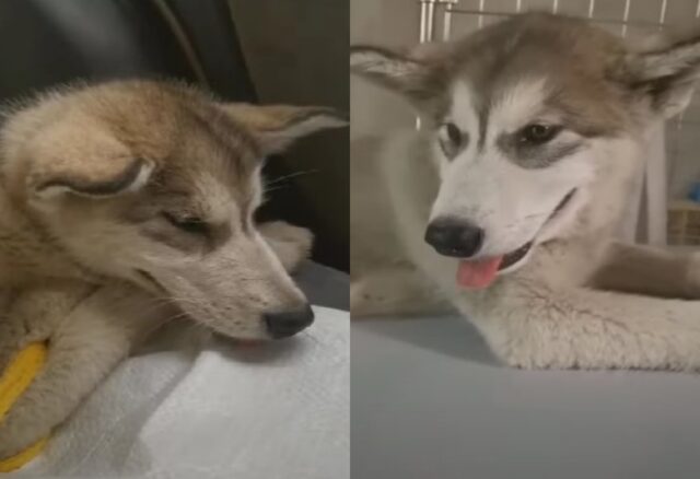 L’hanno trovato in una cassa sotto la neve: questo cucciolo di Husky se l’è vista brutta