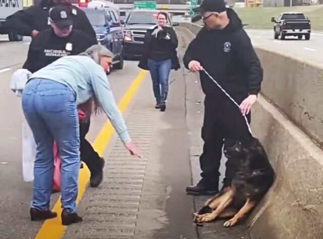 Una donna nota un cane sul ciglio della superstrada: non ci pensa due volte e fa di tutto per salvarlo