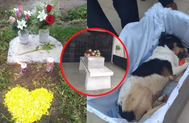 L’emozionante addio dei vicini al cane di quartiere: “Era l’anima delle nostre strade”