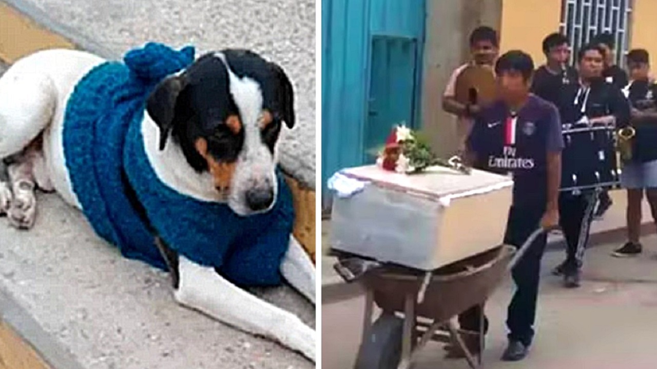 Cane bianco e nero con il muso a macchie marroni