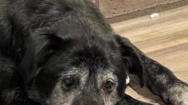 Adottano il cane più anziano del rifugio: con questo gesto gli ridanno la voglia di vivere