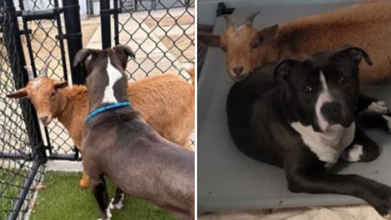 cane bianco e nero con capra marrone