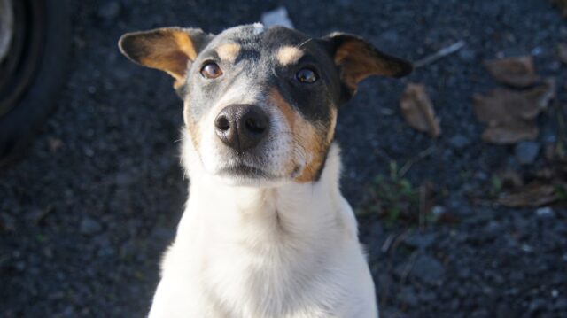 È successo davvero: un avvocato ha chiamato a testimoniare un cagnolino durante un processo