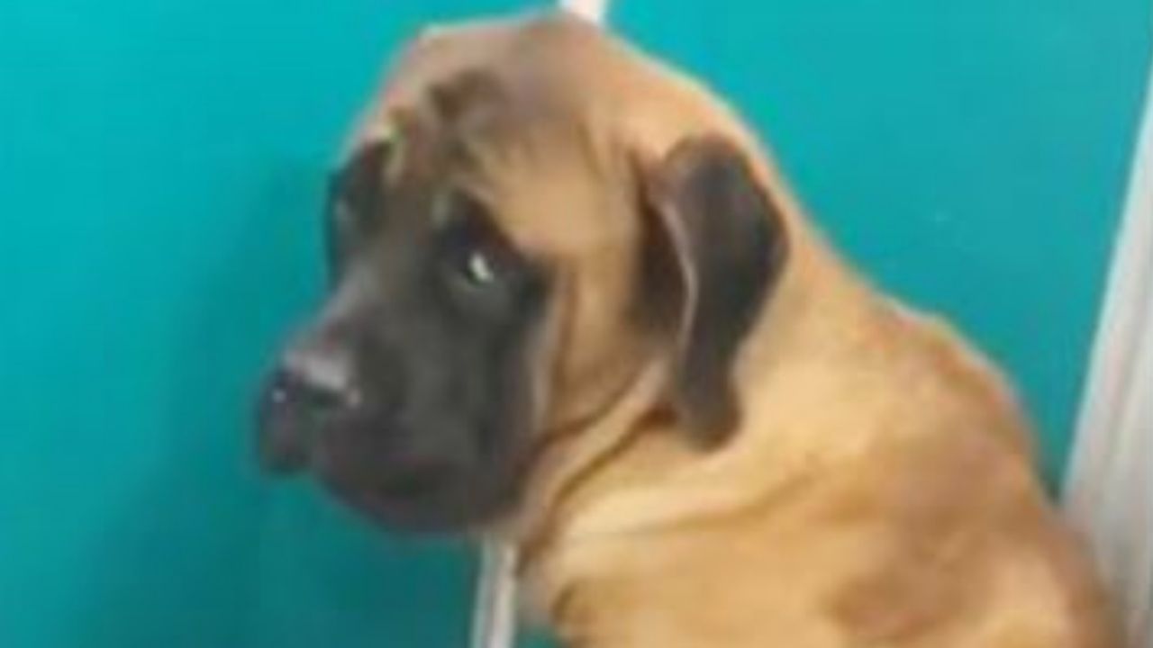 Un cane di razza Mastiff con sguardo spaventato