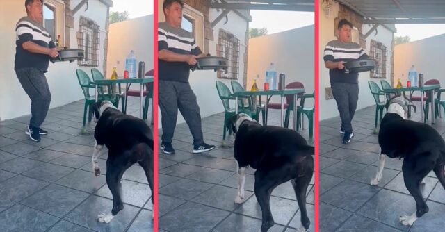 Oh sì! Questa cagnolina si impegna al massimo nella battaglia di ballo con il suo papà