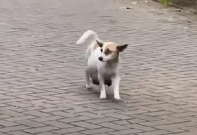 Questa cagnolina visibilmente incinta è disperata: chiede aiuto ai passanti per avere un tozzo di pane