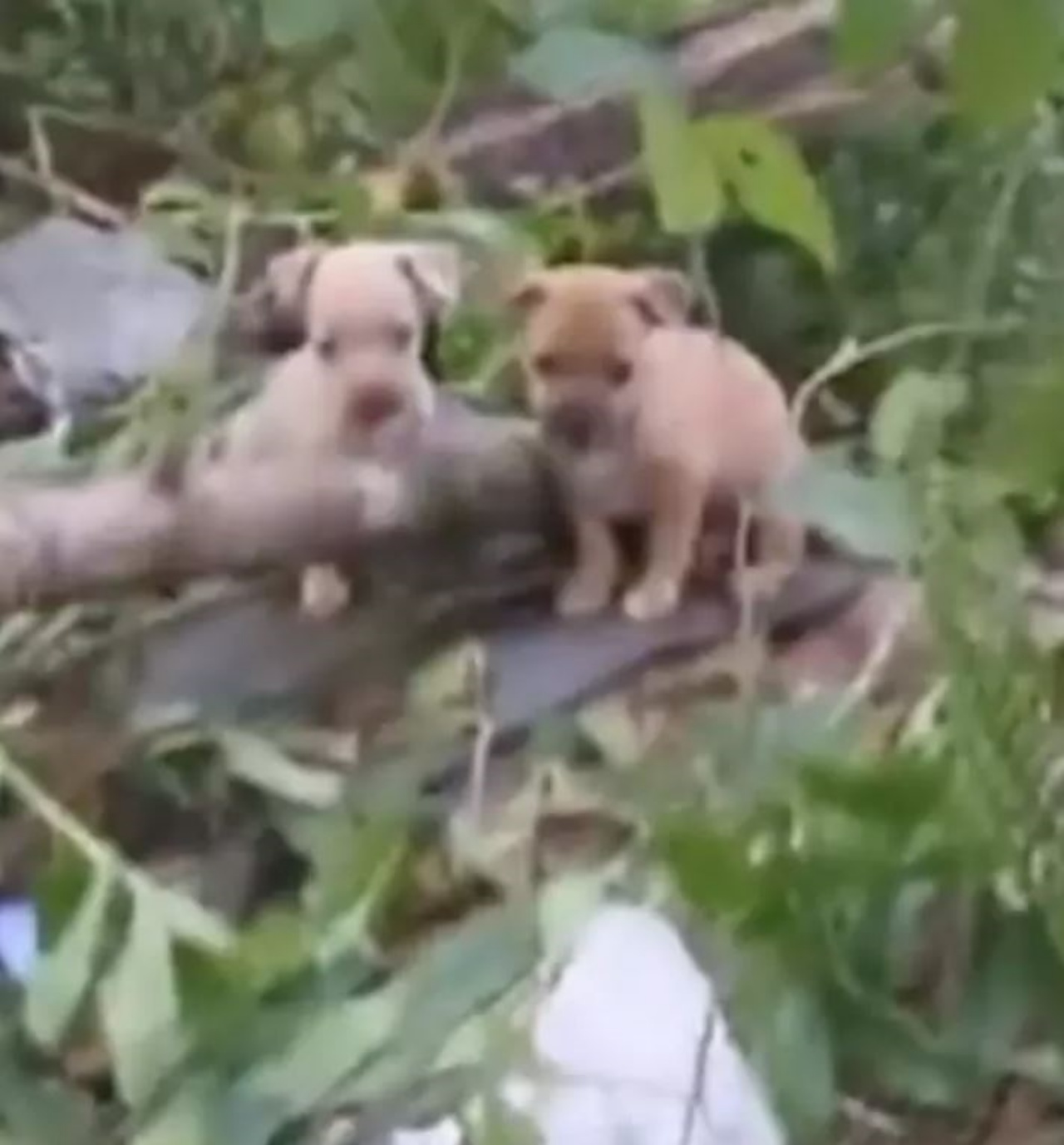 Due cuccioli di cane molto piccoli