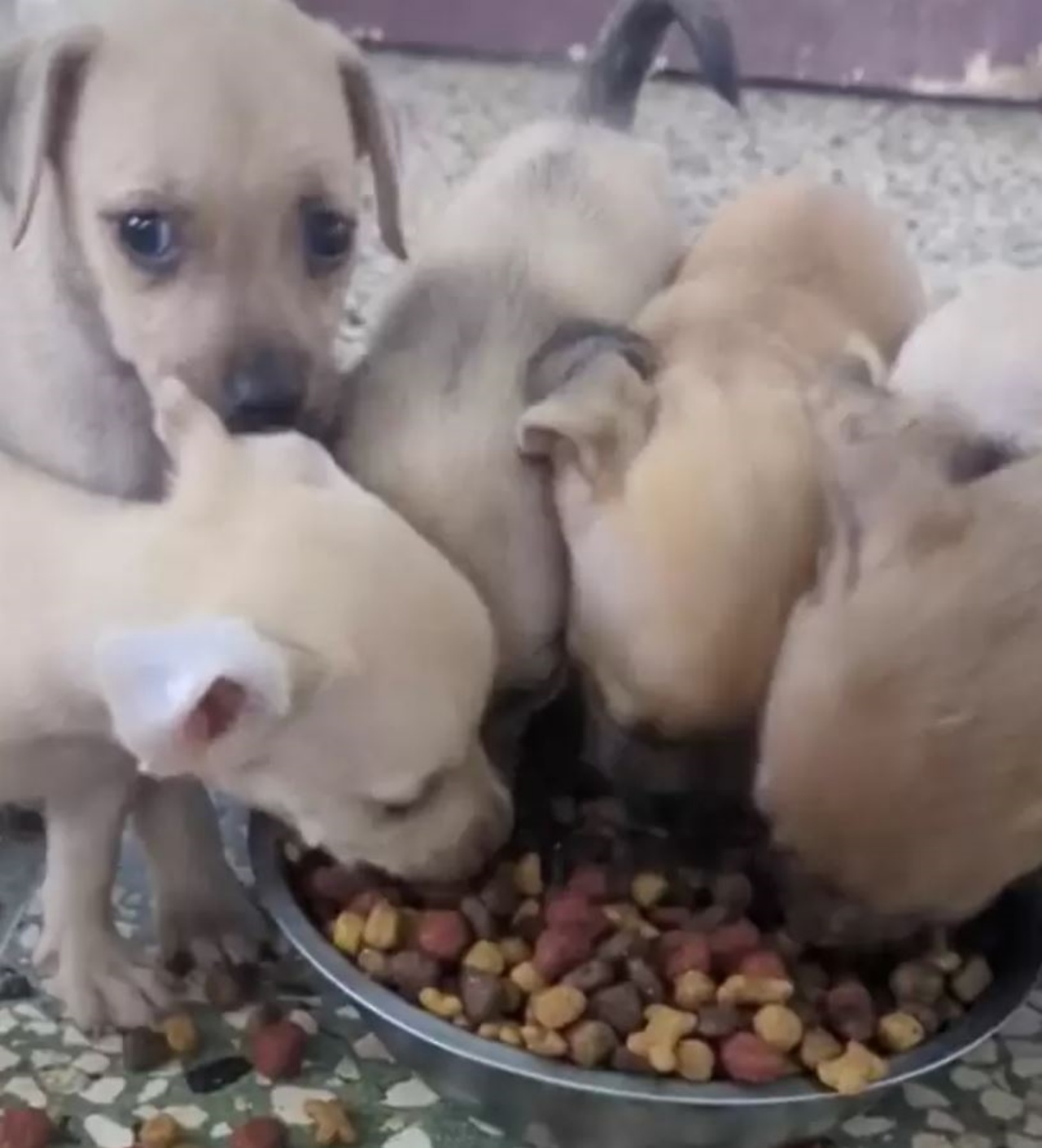 Dei cuccioli che mangiano delle crocchette