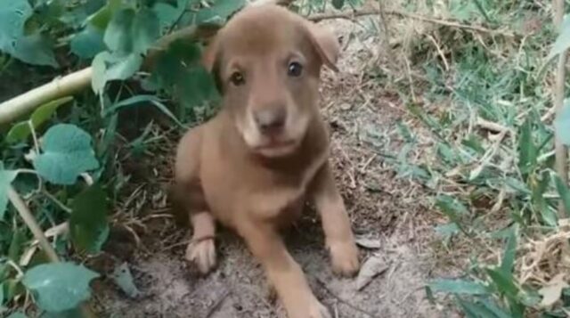 Il piccolo cucciolo di cane ferito piangeva così tanto per il dolore da non fidarsi più di nessuno