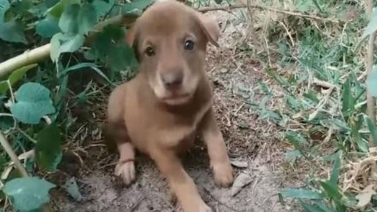 Un cagnolino solo e abbandonato con una zampetta rotta