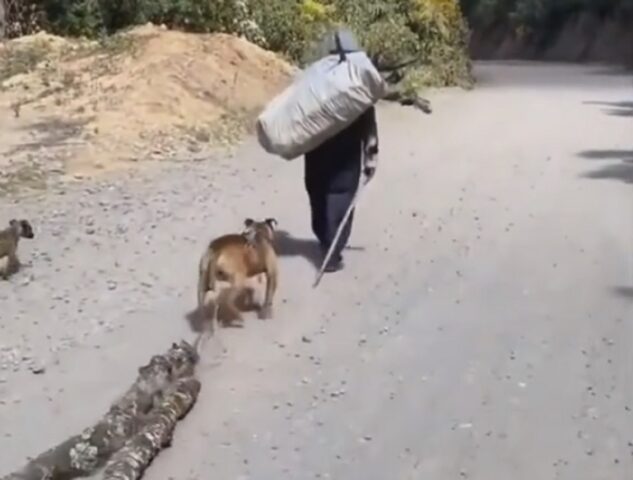 Il cagnolino aiuta il suo padrone a trascinare un pezzo di legno: tutti impazziscono per lui