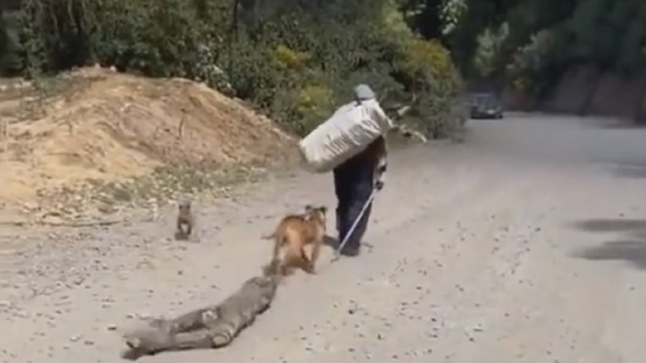 Cane trascina pezzo di legno