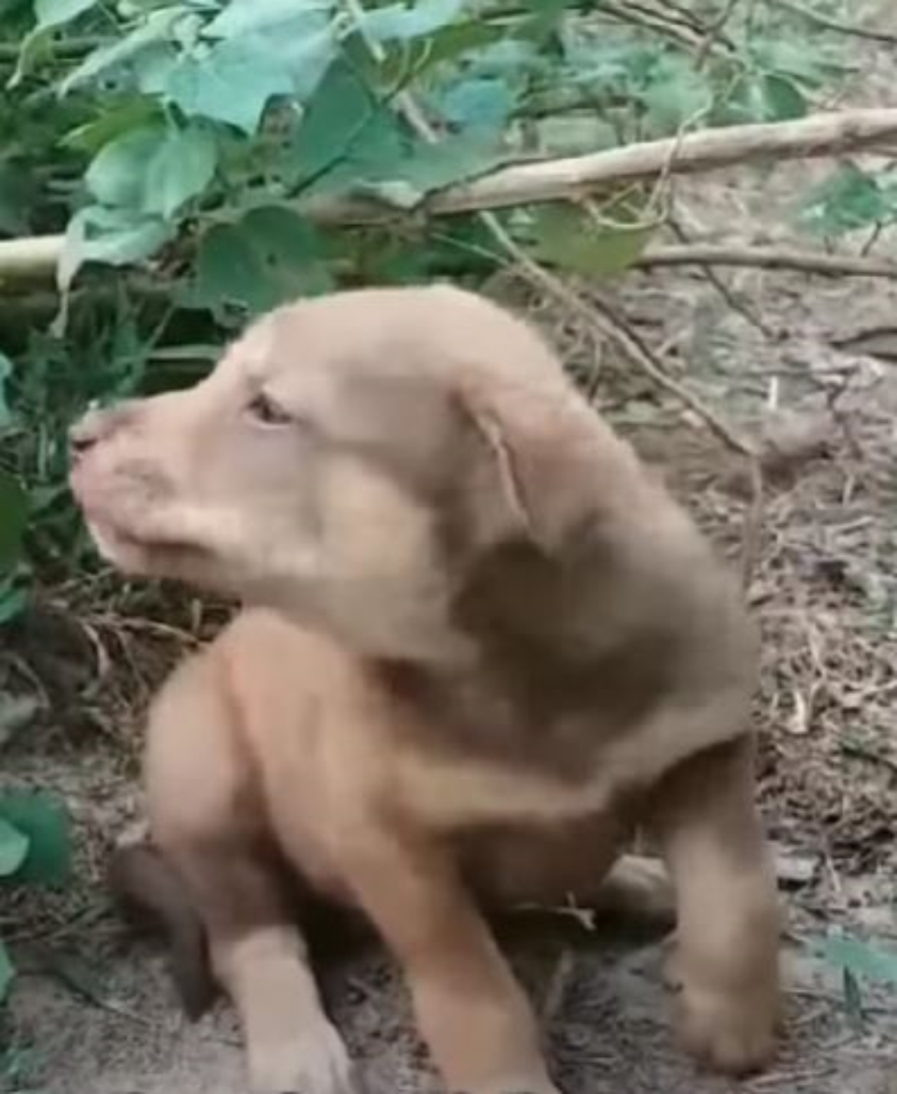 Un cagnolino che piange dal dolore