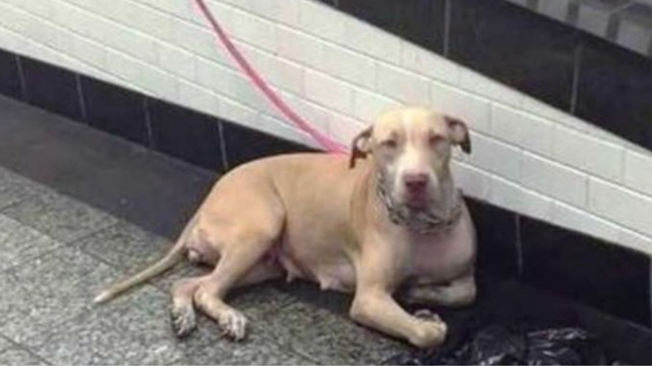 Una cagnolina di nome Betsey legata alla stazione della metro