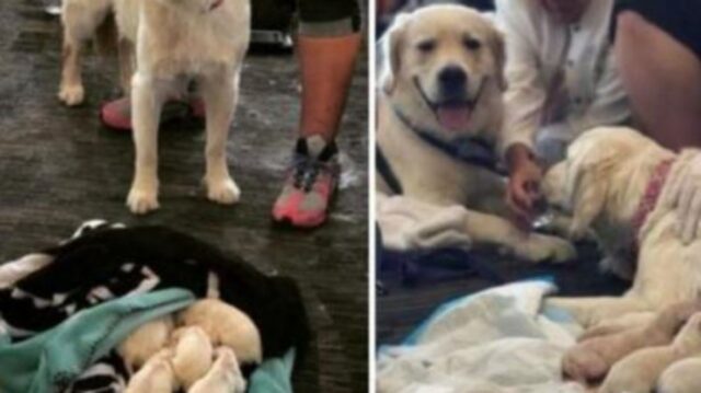 Tutti all’aeroporto si sono fermati quando il dolce cane guida si è sdraiato e ha iniziato a piangere