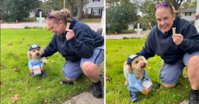 Il cane si veste da postino per accogliere un amico speciale che gli porta sempre i biscotti