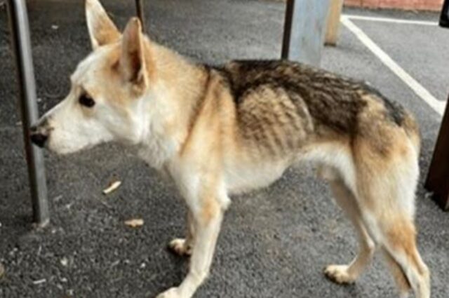 Il cane di 8 anni riconosce il suo padrone dopo una lunga separazione: è il momento più toccante