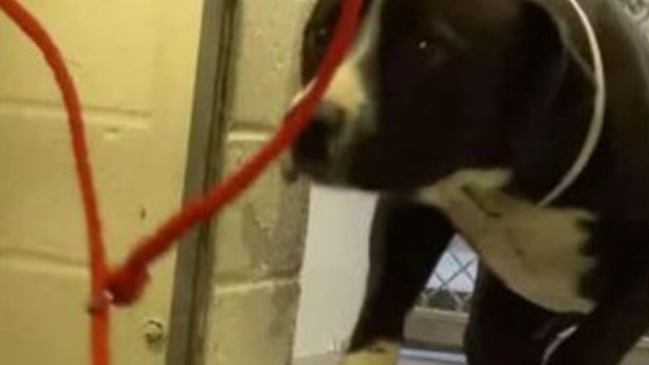 Un cane di razza Pit Bull di nome Benny