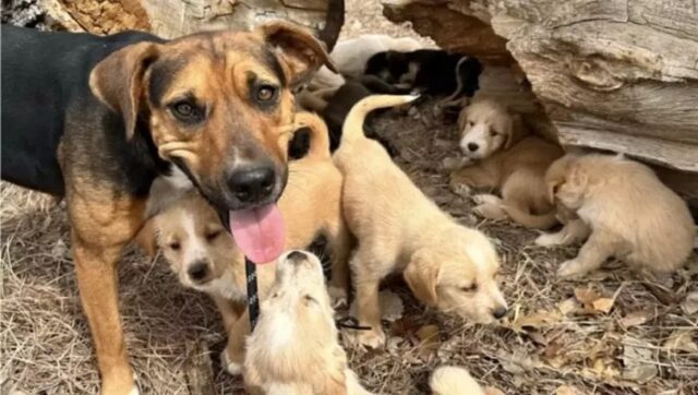 Cane abbandonato porta una donna da 16 cuccioli che non sono suoi