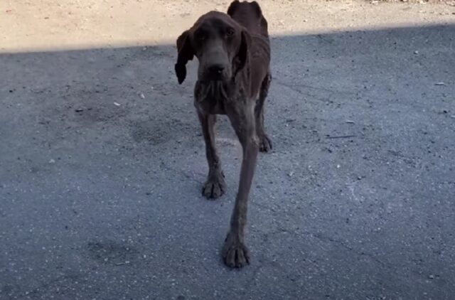 Era ormai un mucchietto d’ossa con la pelle distrutta, ma questo cane aveva ancora fiducia negli uomini