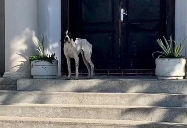 Solitario e triste, questo cane aveva perso ogni speranza di essere salvato