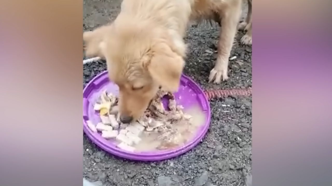 cane che si abbassa sulla ciotola