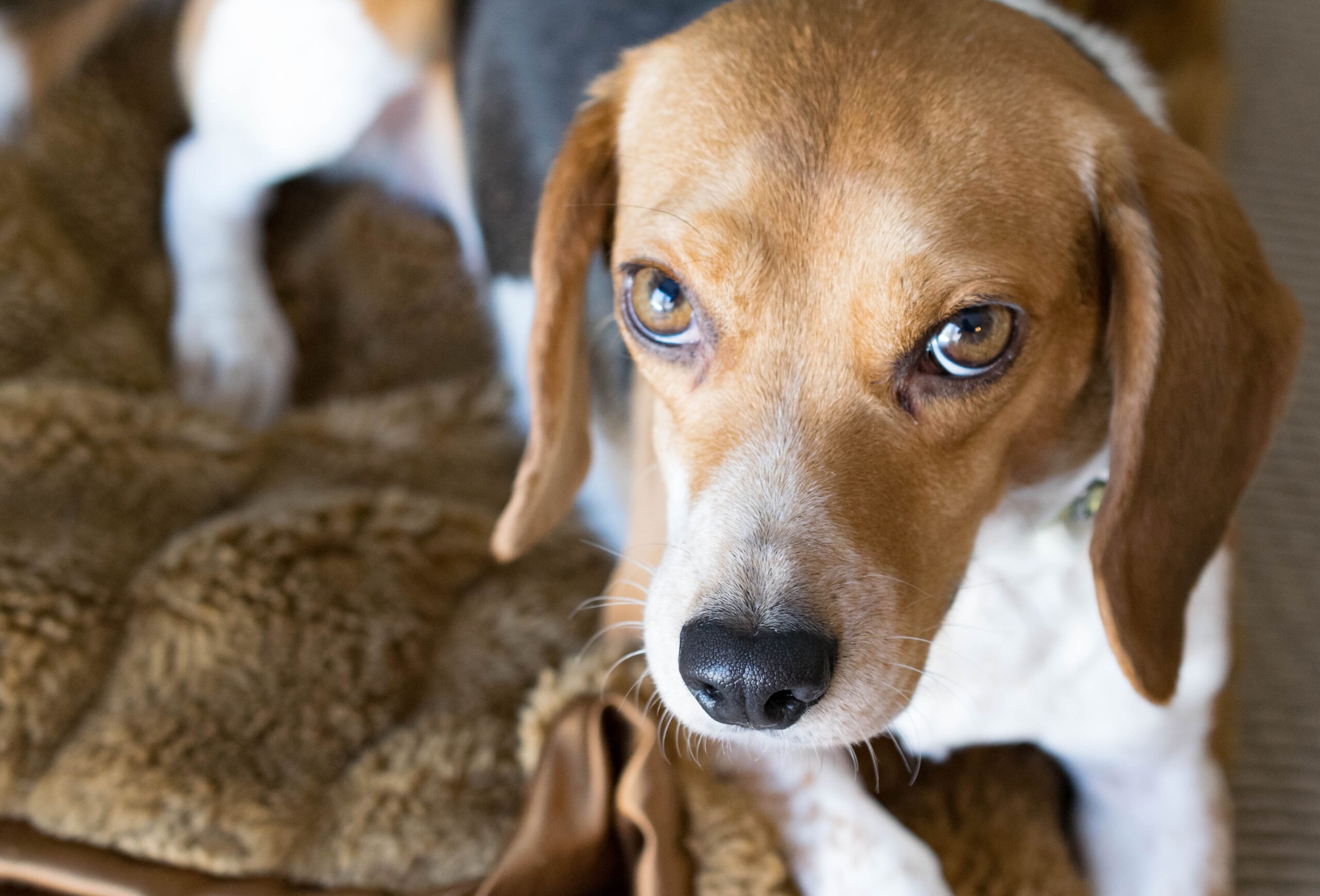 cane beagle