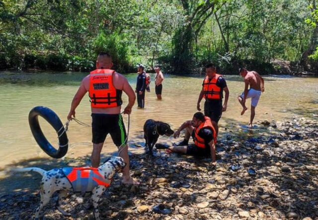 Un cucciolone eroe: questo cane di soli due anni è ufficialmente diventato un bagnino