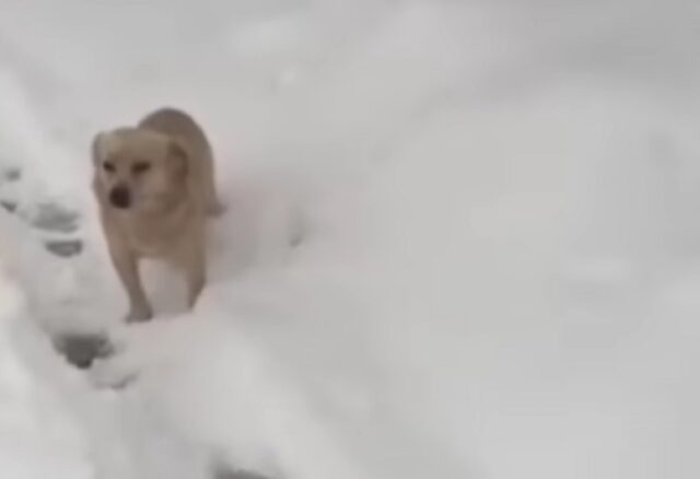 Lo hanno buttato fuori dall’auto e abbandonato durante una nevicata: il cane ha rischiato la vita