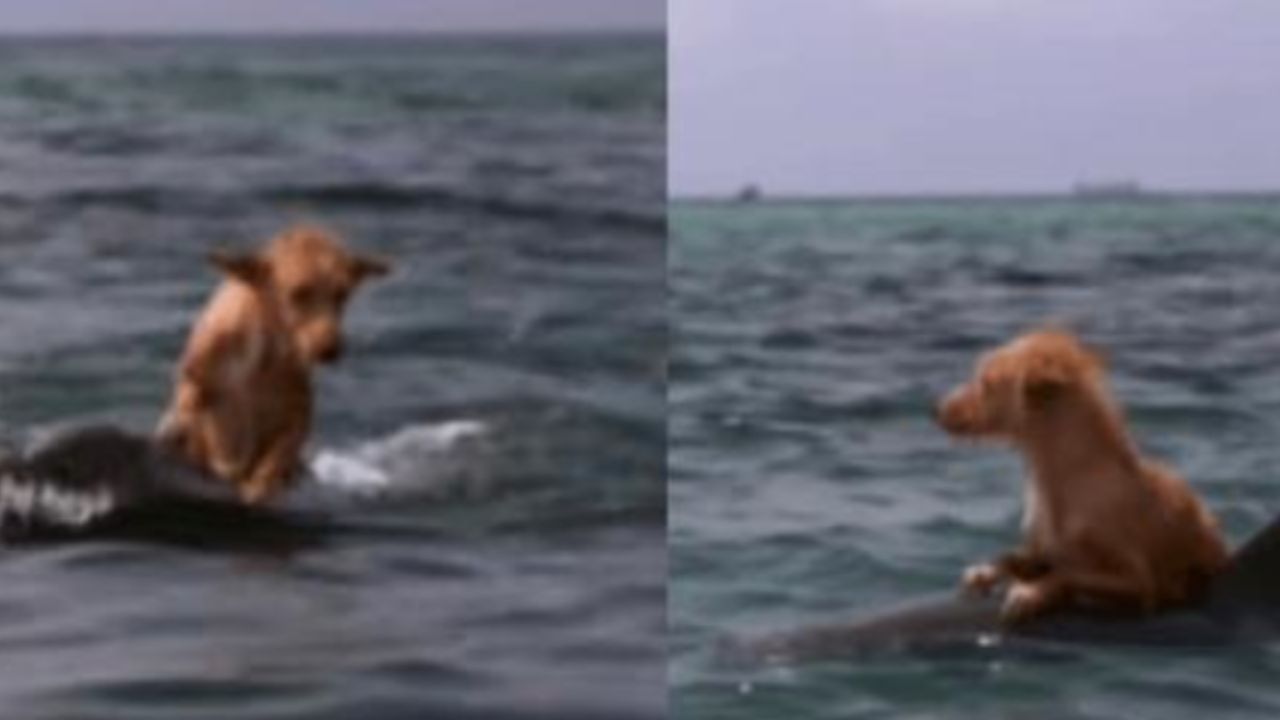 delfino che salva un cane