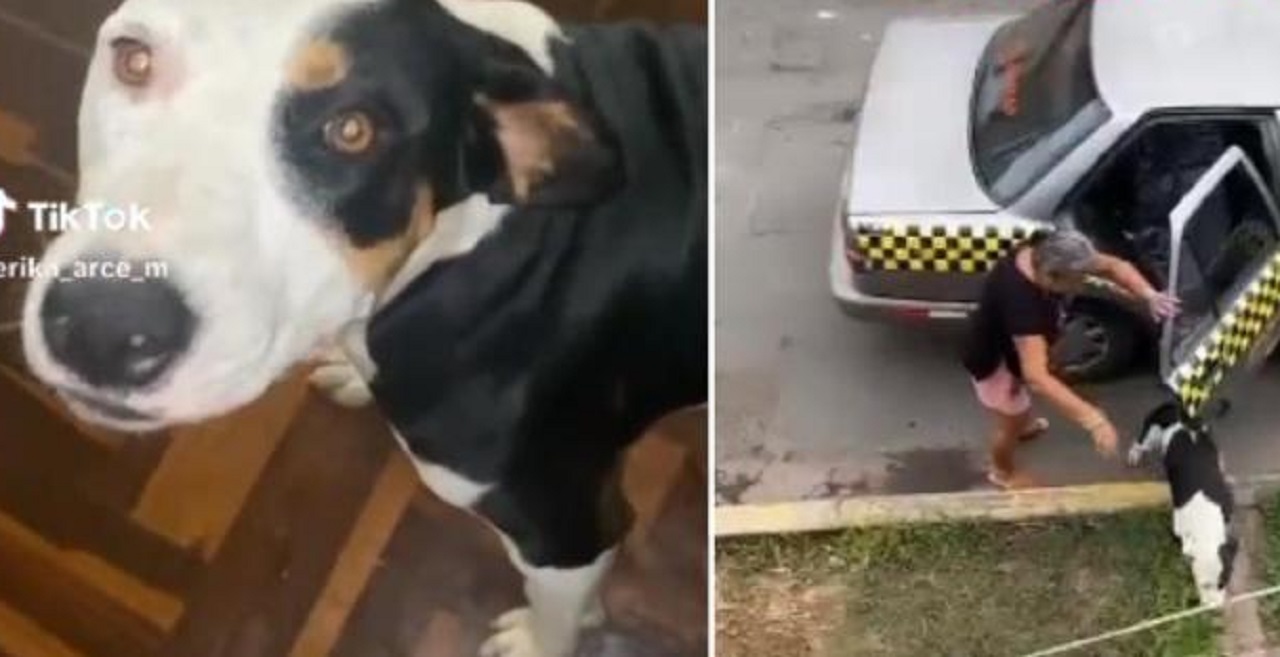 Cagnolina bianca e nera con macchie marroni